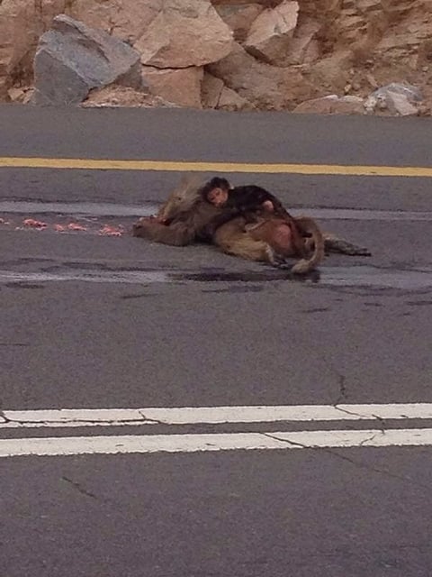 الطائف.. قرد صغير يحتضن أمه ويرفض تركها بعد مصرعها دهسا