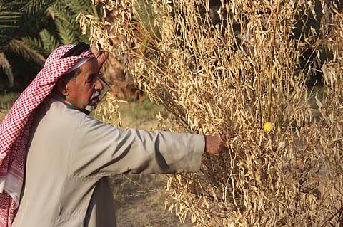 مزارعو تيماء: لجنة حصر أضرار الصقيع حرمتنا مساعدة الدولة