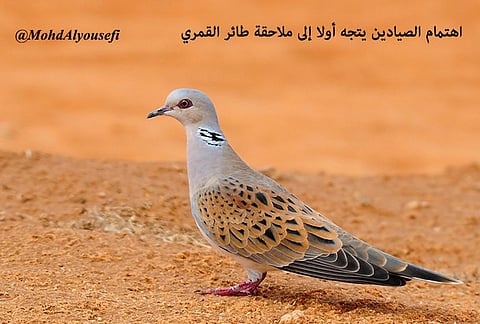 بالصور.. باحث سعودي يكشف مسارات هجرة الطيور ويؤكد تناقص نسبتها