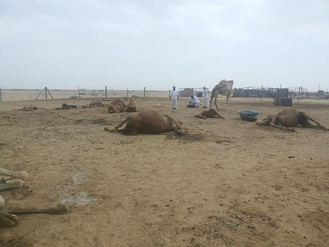 بالصور.. ﻧﻔﻮﻕ 14 ﻣﻦ ﺍلإ‌ﺑﻞ في ظﺮﻭﻑ ﻏﺎﻣﻀﺔ بـ"نباة" ينبع