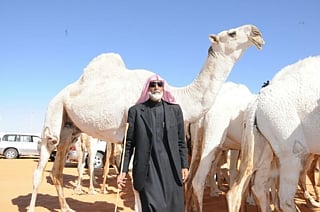 مالك الإبل "الطهيمي" يبيع 3 "قعدان" بـ 14 مليون ريال