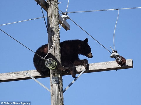 بالصور.. دب ينام على أحد أعمدة الكهرباء في كندا
