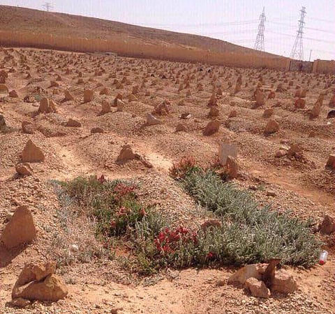 بالصور.. الدريهم يوضح حقيقة النباتات حول قبر المجمعة.. ومجهول يزيلها