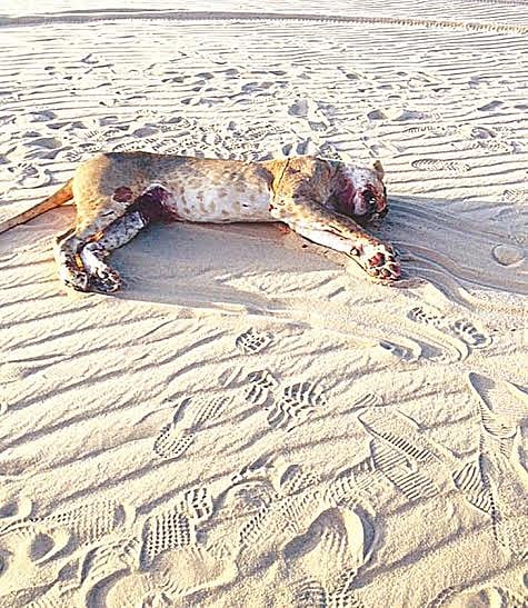 أمن الكويت يقتل "لبؤة" نهشت راعي غنم