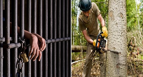 أشجار تحبس 153 صينياً مدى الحياة