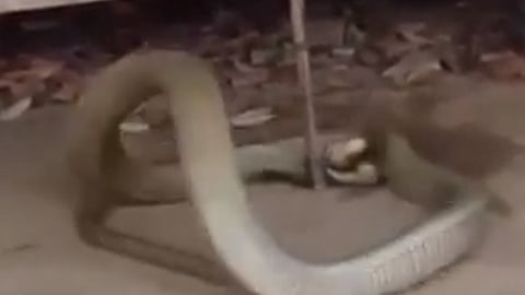 بالفيديو.. رجل يقبض على ثعبان ضخم كان يختبئ تحت سريره