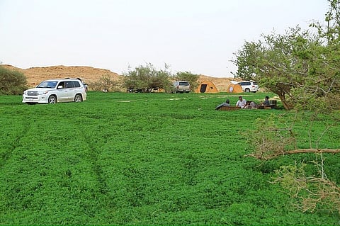 شاهد.. روضة "الحدقة" جنوب رفحا تكتسي بالخضرة