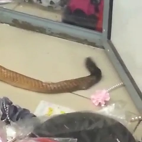 ثعبان ضخم يثير فزع متسوقي أحد المراكز الشهيرة بالطائف
