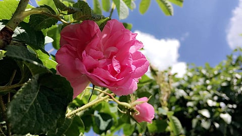 "سبق" تقف على طريقة تحضير "دهن الورد الطائفي" عطر الملوك والأمراء