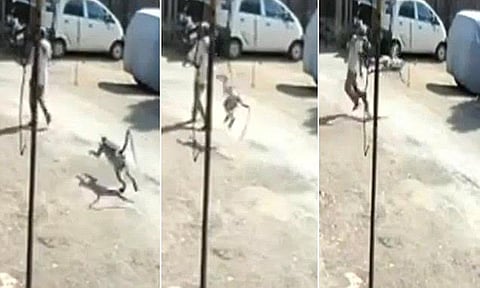فيديو طريف.. هجوم مفاجئ لقرد يترك رجلاً في صدمة
