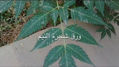 جدل في مواقع التواصل الاجتماعي عن شجرة "النيم" ينتهي بأنها سامة