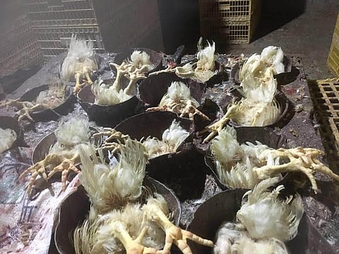 إحباط توزيع 5400 دجاجة من مسلخ بدون ترخيص في مكة
