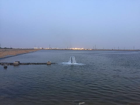 شاهد.. بحيرات الأفلاج: مياه سامة خطرة تتحول لمنتجع سياحي