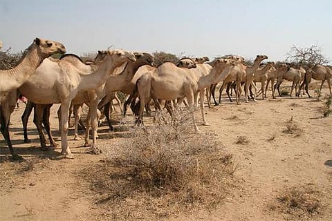 موت راعي إبل عطشاً في صحراء الجزائر