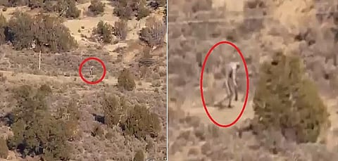 بالفيديو.. مخلوق غريب يتجول في صحراء البرتغال