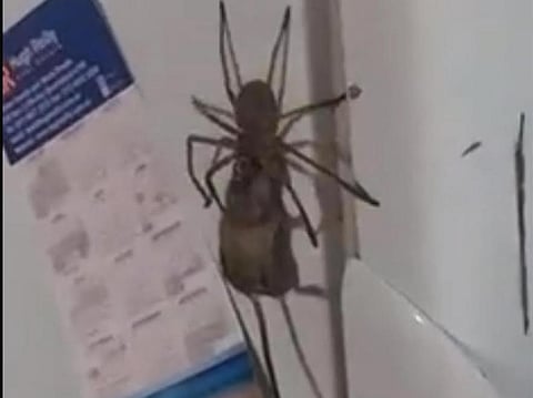 بالفيديو.. عنكبوت ضخم يصطاد فأراً !
