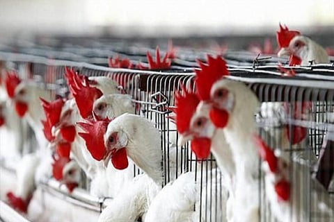 المجر تلحق بالدنمارك وأوكرانيا .. المملكة تحظر الطيور من 3 دول في 48 ساعة