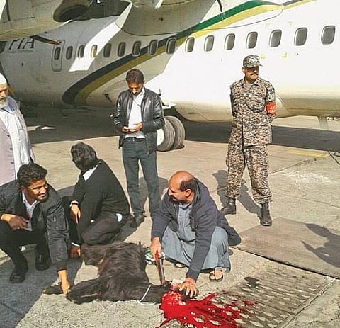 موظفو الخطوط الباكستانية يذبحون خروفاً لإبعاد الفأل السيِّئ عن طائرة