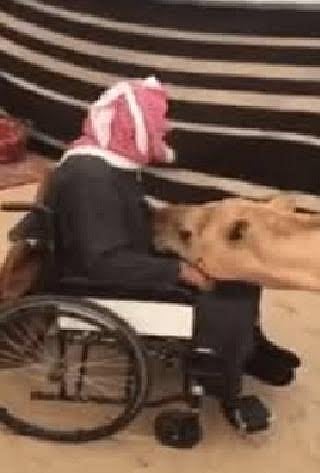 فيديو الوفاء.. رأس ناقة على قدمَيْ صاحبها المريض يُذهل بني الإنسان