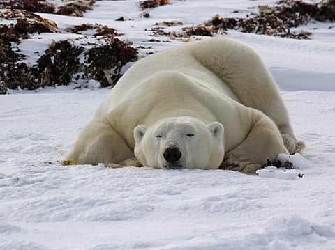 دعوى قضائية جنائية ضد رجال قتلوا دبًّا بمنطقة سيبريا