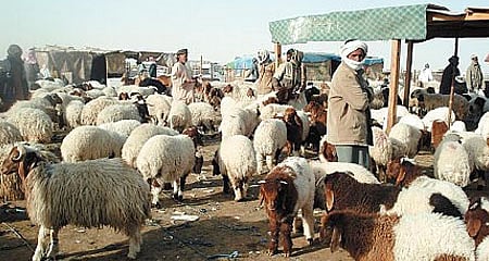 الجهات الأمنية بمكة تقبض على عصابة إفريقية تخصصت في سرقة رعاة المواشي