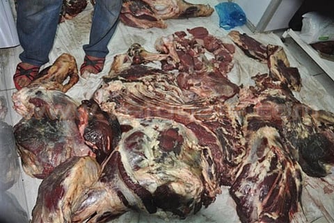 الدوريات السرية تضبط لحومًا فاسدة في مسلخ بـ"سلطانة الحوية"