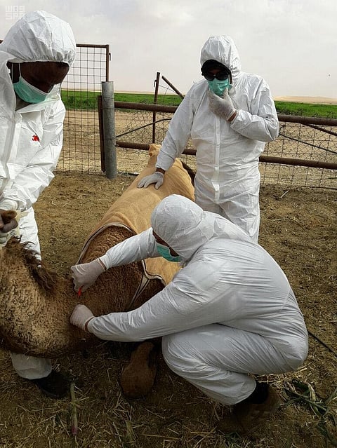"زراعة الرياض" تباشر فحص وترقيم إبل مهرجان الملك عبدالعزيز