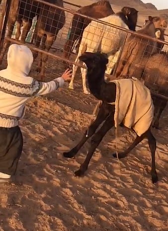 شاهد.. "حوار" وطفل يتراقصان في أحد المرابض في مشهد فرائحي
