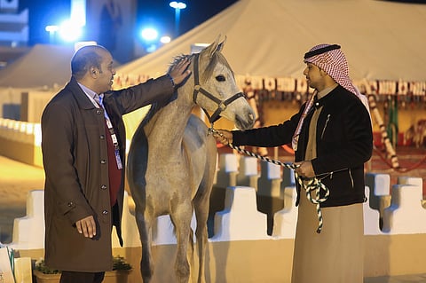 بالصور.. مركز الملك عبدالعزيز بالجنادرية يقدم "خليل ديراب" أقوى الفحول السعودية