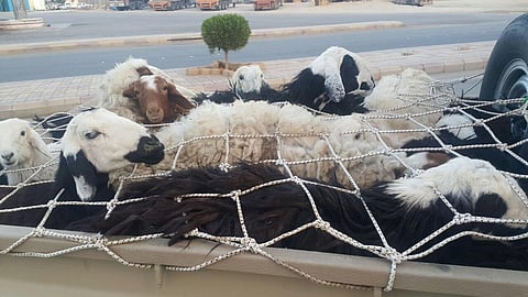 "أمن الأفلاج" يُطيح بمتهمين بسرقة أغنام الهدار