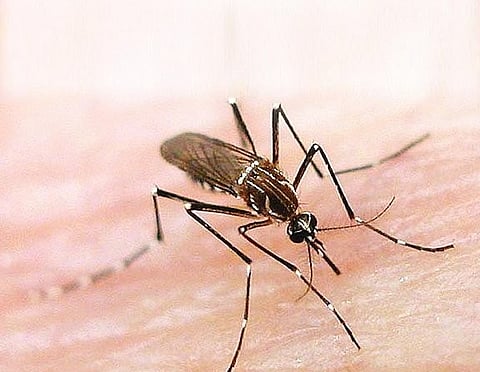 مؤشرات لإصابات بحمى الضنك في صامطة والمسارحة بجازان.. و"الصحة" تلتزم الصمت