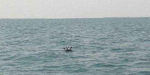 العثور على ألغام بحرية زرعتها المليشيات الانقلابية قبالة السواحل اليمنية