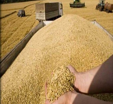 إمدادات الحبوب في قطر تكفي 4 أسابيع فقط ومفاوضات مع إيران وتركيا