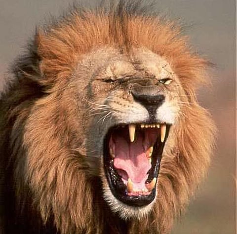 أسد مفترس ينقل مواطناً من الاستراحة لمستشفى بريدة.. هجوم وإصابات