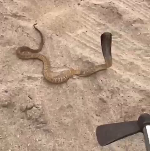 مواطن يصطاد ثعبان الكوبرا في أحد أودية تهامة شفا الطائف