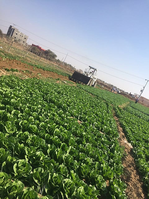 الطائف.. جرف أكثر من 40 ركيبًا ومزرعة تلوثت منتجاتها بمياه الصرف