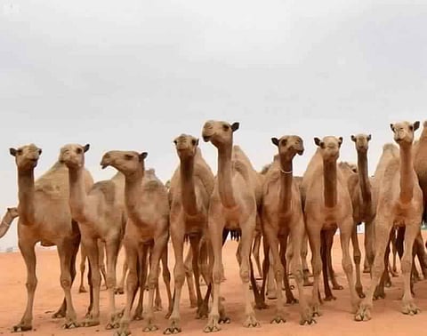 كيف صارت أسماء "الإبل" عنواناً لحياة البدو ومصدراً لفخرهم؟