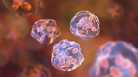 في جسمك خلية تعيش يومين وأخرى تستمر 200 عام.. تعرّف عليهما