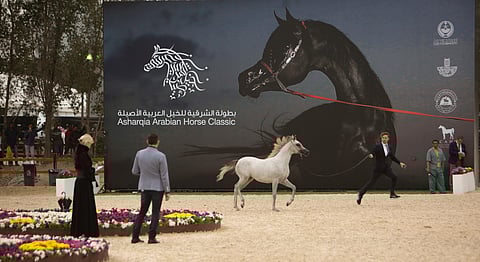 تحت رعاية الأمير سعود بن نايف.. انطلاق مهرجان الشرقية للخيل العربية الأصيلة