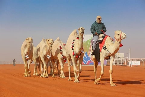 "النايلة" تحقق الأول بالشقح في مهرجان الملك عبدالعزيز للإبل