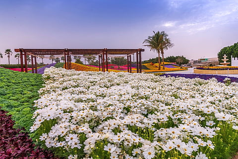 ينبع الصناعية تُواعد مهرجان الزهور حيث المفاجآت المذهلة