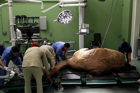 شاهد.. أول مستشفى في العالم للإبل بدبي بتكلفة 40 مليوناً