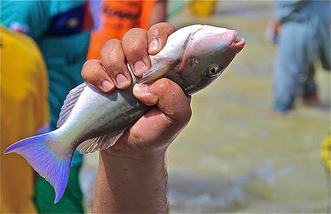 الأنظار تتجه نحو فرسان في أبريل لمتابعة تظاهرة عالمية لسمك الحريد