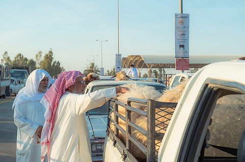 "الصوينع": لا أمراض بين الأضاحي بمدينة الأنعام ببريدة