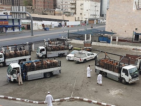 ضبط أبقار بمبانٍ مهجورة بمكة.. و"الأمانة" تحذّر من شراء اللحوم المجهولة