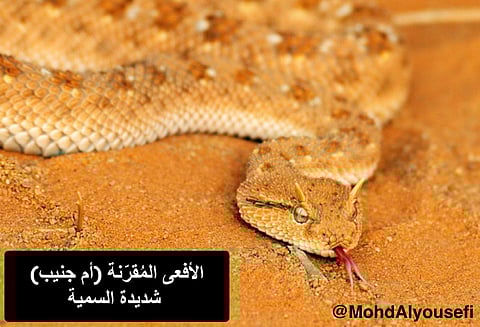 هنا أنواع الأفاعي بالمملكة وسمّيتها .. طفل ينجو من ثعبان تسلل لسريره بالعارضة!