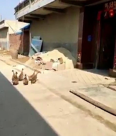 فيديو الصداقة الحقيقية.. شاهد أغرب ما يفعله هذا البط يوميًّا