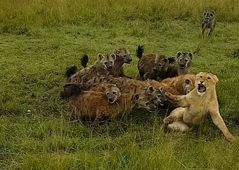 "الضباع لا تأكل الأسود".. شاهد الخطأ الذي دفعت الضباع ثمنه غاليًا