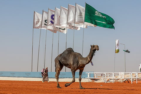 الذاير" تحقق رقمًا قياسيًا واللقب التاسع بمهرجان الإبل