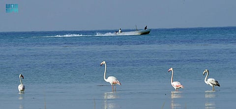 سواحل عسير.. تجربة فريدة تحت الغيوم ووسط أمواج البحر